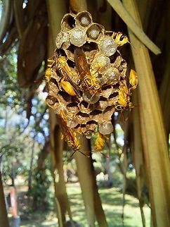 Wasp Nest. A wasp nest I found in the trip. Any ideas on the ID? Geotagged,Panama,Wasp,nest