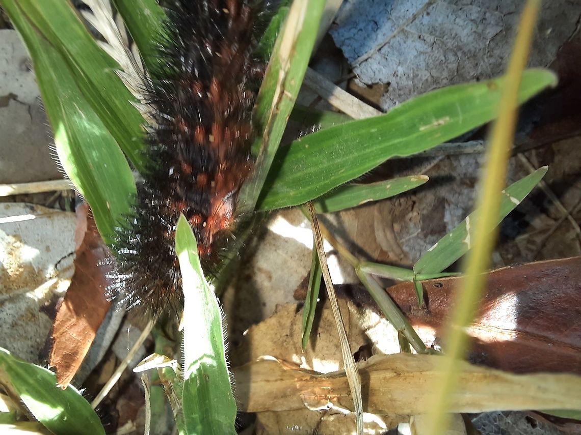 Caterpillar. Sorry for the low quality, and the angle, but if you have a possible ID, please let me know. Caterpillar,Geotagged,Panama,Winter