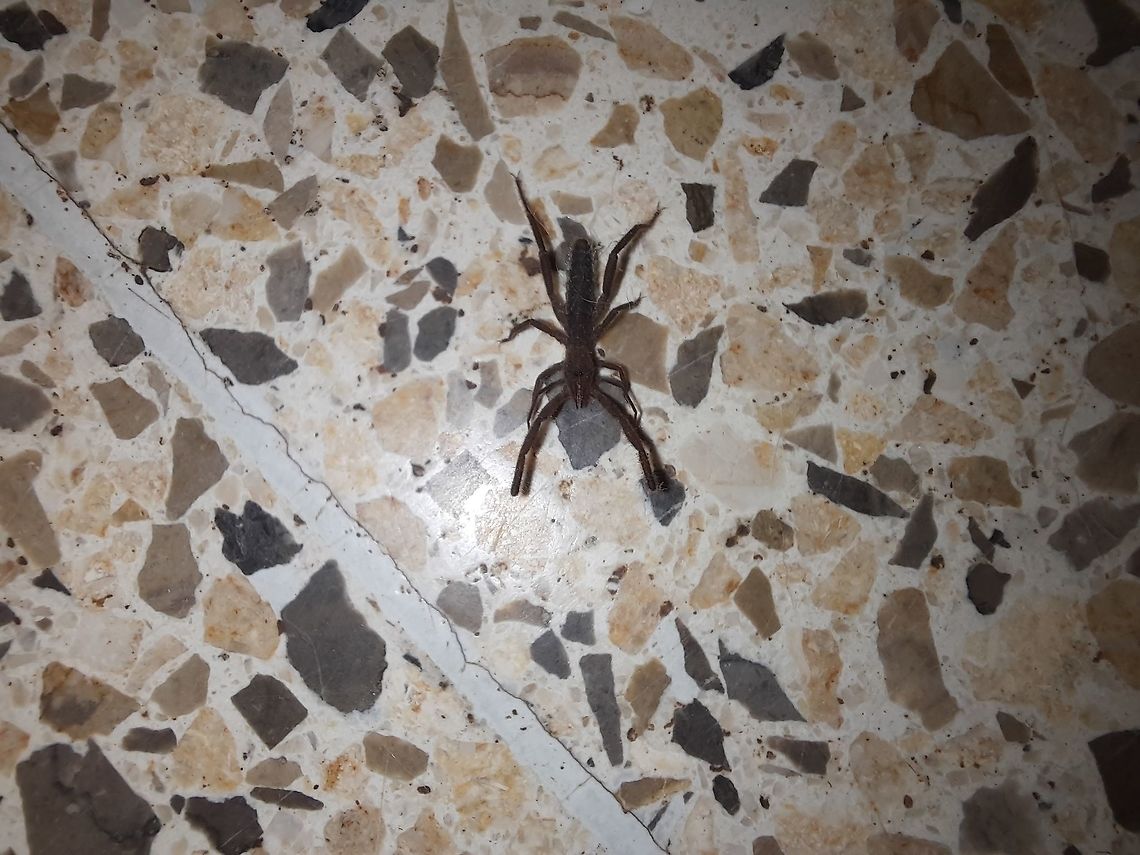 ID please? No idea on species, but, from what I&#039;ve been told, it could be from the family Ammotrechidae. Geotagged,Panama,Spider,Winter,animal,insect