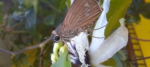 Butterfly. A beautiful butterfly at found at my Passion Fruit vines. Butterfly,Geotagged,Lepidoptera,Panama,Spring,insect,nature