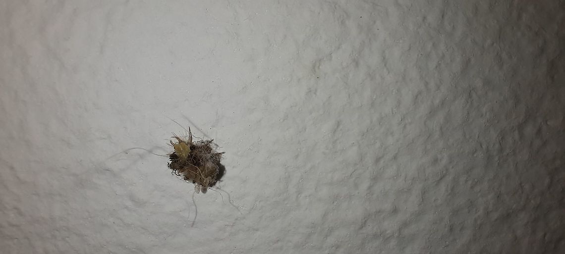 Ant Lion or Junk Bug? That&#039;s the possible IDs I have from other people. Still, I don&#039;t know what it is. Geotagged,Panama,Spring,bug,insect,unknown