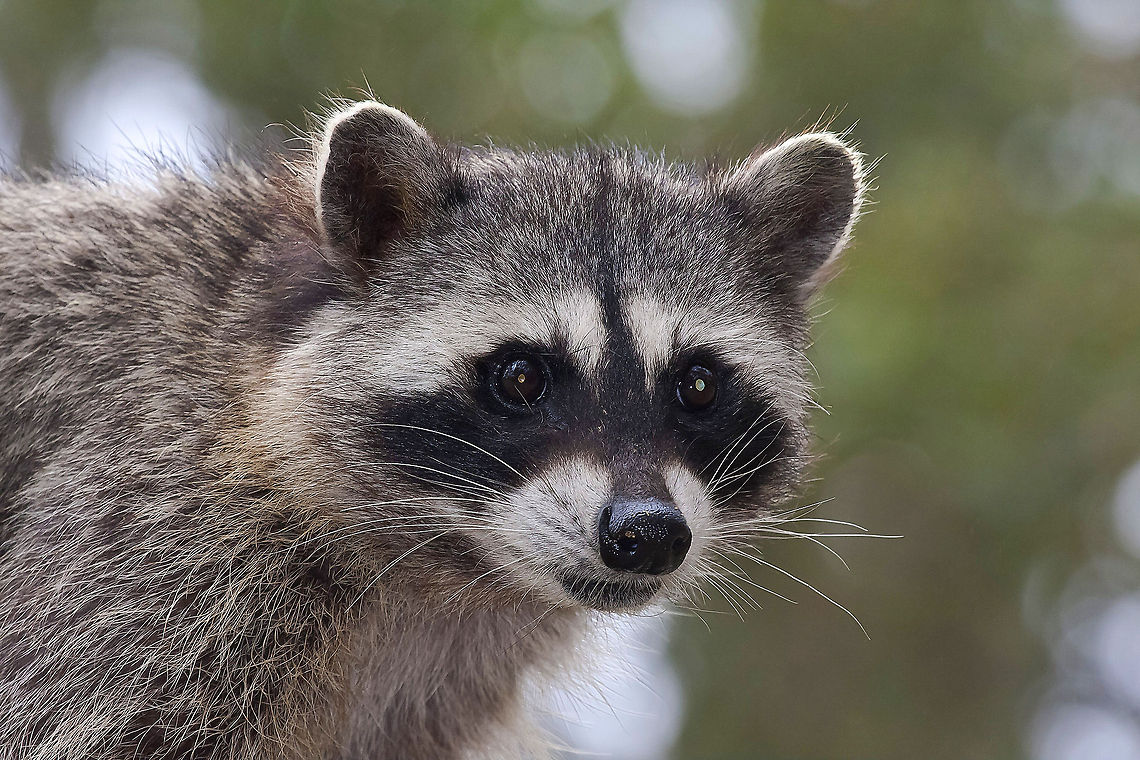 Racoon portrait  Procyon lotor,Raccoon