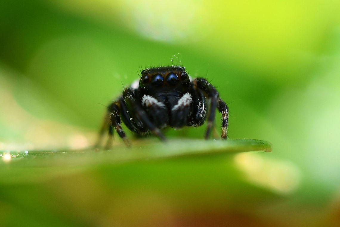 Jumping Spider  Adanson's House Jumper,Australia,Geotagged,Hasarius adansoni,Jotus Karllagerfeldi,Jotus karllagerfeldi,Jumping Spider -Jotus karllagerfeldi,Summer