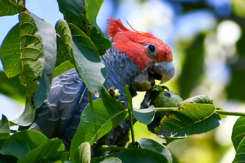 Gang_Gang_Cockatoo_male Enjoying walnuts Australia,Callocephalon fimbriatum,Gang-gang cockatoo,Geotagged,Summer