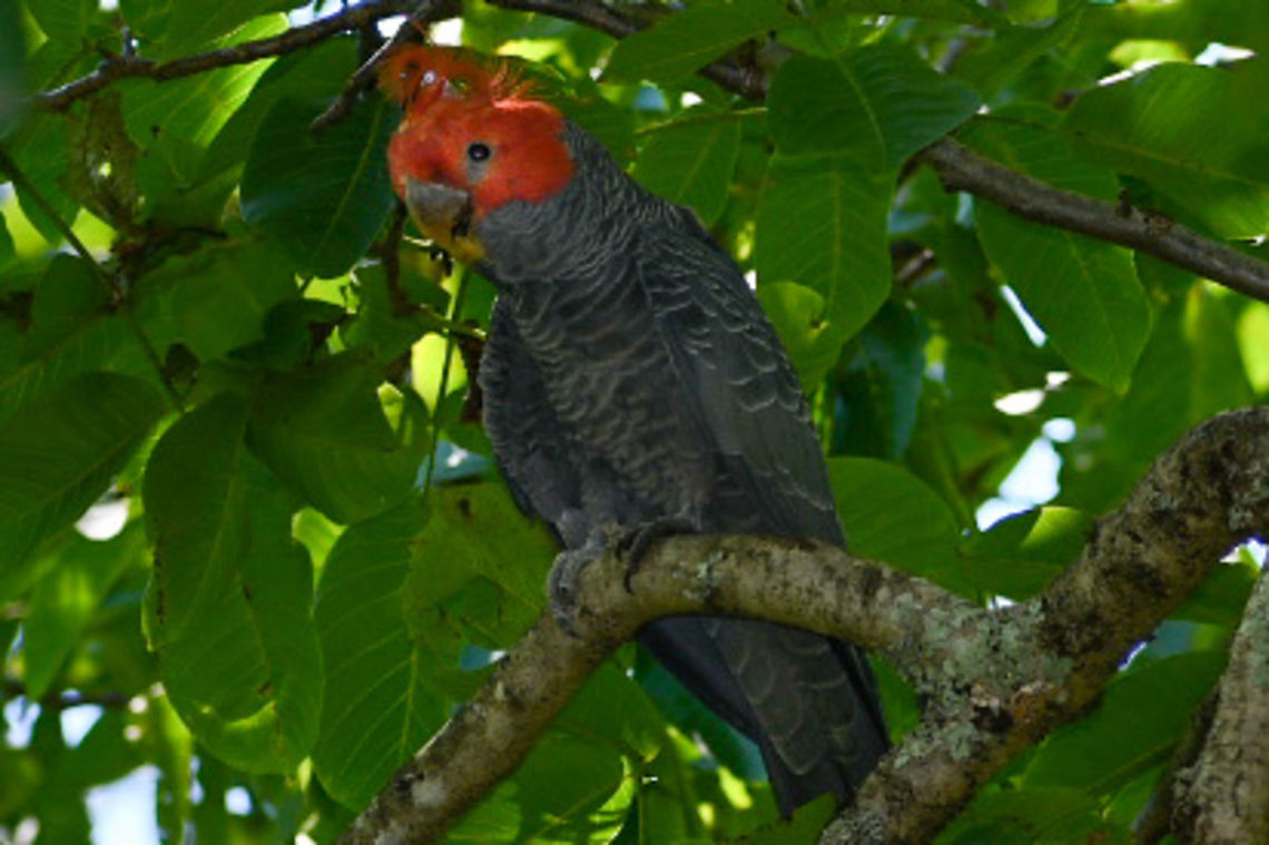 Gang_Gang_Cockatoo_male  Australia,Callocephalon fimbriatum,Gang-gang cockatoo,Geotagged,Summer