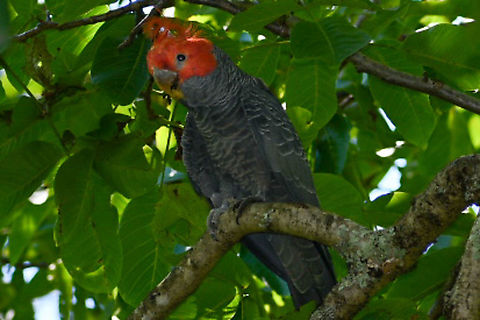 Gang_Gang_Cockatoo_male  Australia,Callocephalon fimbriatum,Gang-gang cockatoo,Geotagged,Summer