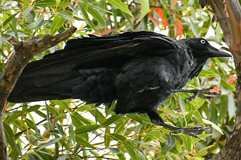 Australian_Raven_ Found this raven hopping from bough to bough in my front yard. Don’t normally see them so close to our house! Australia,Australian raven,Corvus coronoides,Geotagged,Summer