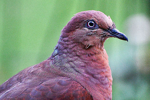 Brown Cuckoo Dove  Australia,Brown cuckoo-dove,Geotagged,Macropygia phasianella,Summer