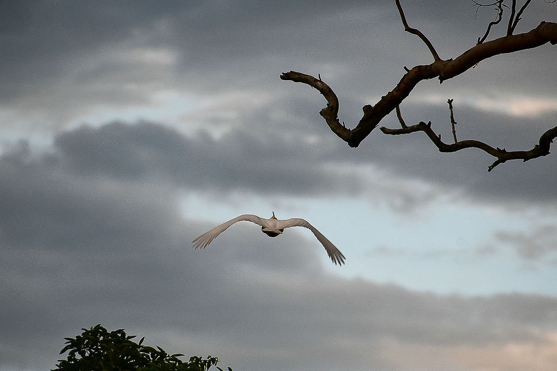 Sulphur_crested_cockatoo_ Flying off into the sunset Australia,Cacatua galerita,Geotagged,Sulphur-crested Cockatoo,Summer