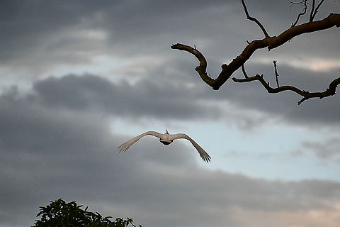 Sulphur_crested_cockatoo_ Flying off into the sunset Australia,Cacatua galerita,Geotagged,Sulphur-crested Cockatoo,Summer