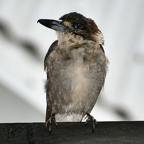 Butcher_Bird Baby butcherbird escaping the rain. Australia,Black butcherbird,Cracticus torquatus,Geotagged,Grey Butcherbird,Melloria quoyi,Summer