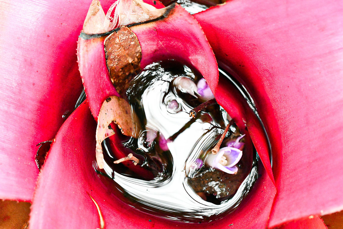 Bromeliad_Neoregelia_“Donna”  Australia,Geotagged,Summer