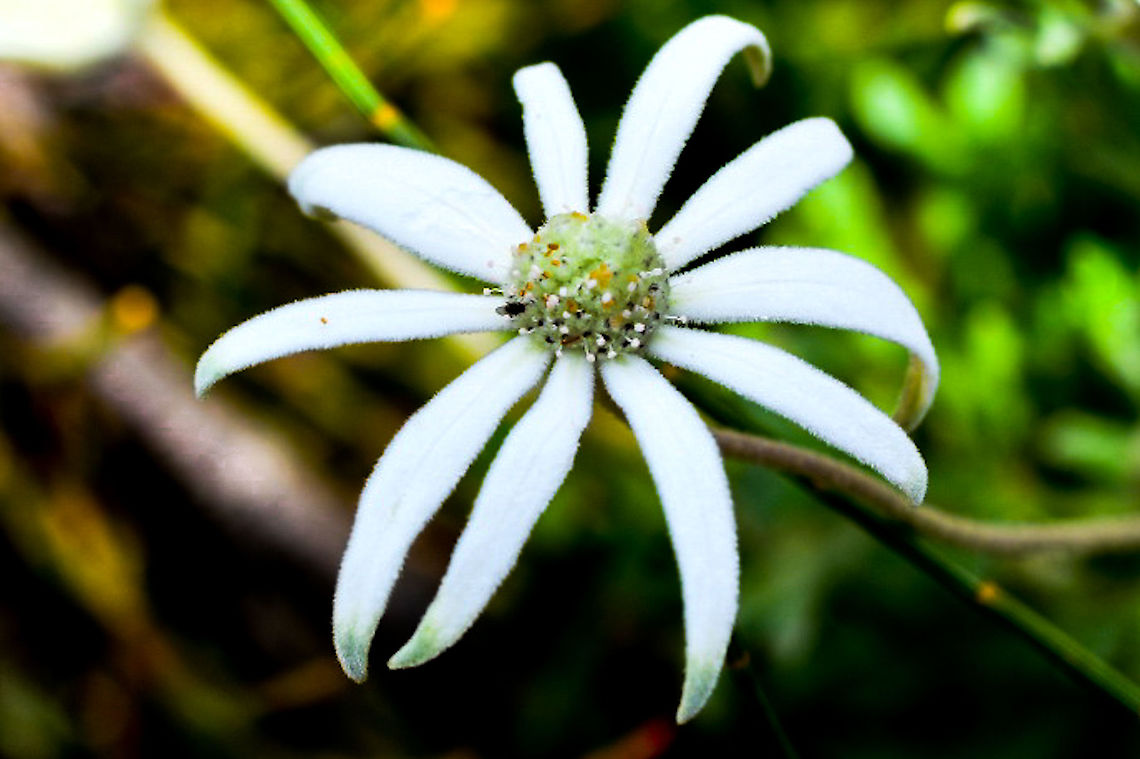 Sydney_Flannel_Flower  Actinotus helianthi,Australia,Flannel Flower,Geotagged,Summer