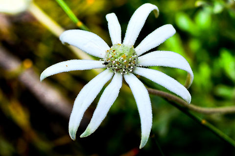 Sydney_Flannel_Flower  Actinotus helianthi,Australia,Flannel Flower,Geotagged,Summer