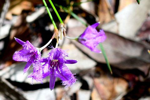 Fringe Lily  Australia,Fringe-lily,Geotagged,Summer,Thysanotus juncifolius