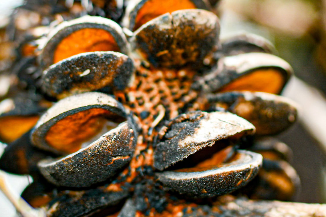 Banksia_Seed_Pod  Australia,Geotagged,Summer
