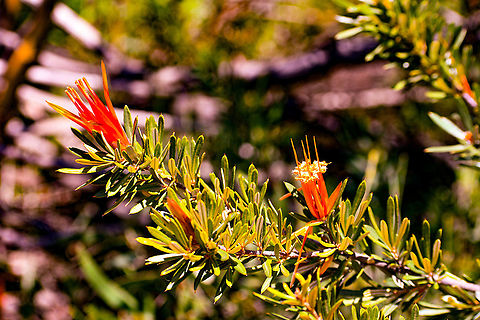 Mountain_Devil  Australia,Geotagged,Lambertia formosa,Mountain devil,Summer