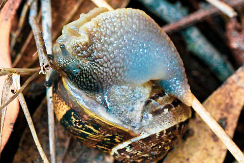 Garden_Snail A different view! Australia,Geotagged,Snail,Summer