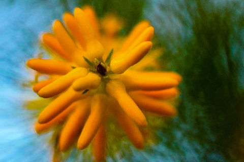 _Pine_Leafed_Geebung_Persoonia_Pinifolia  Australia,Geotagged,Persoonia pinifolia,Pine-leaved geebung,Summer