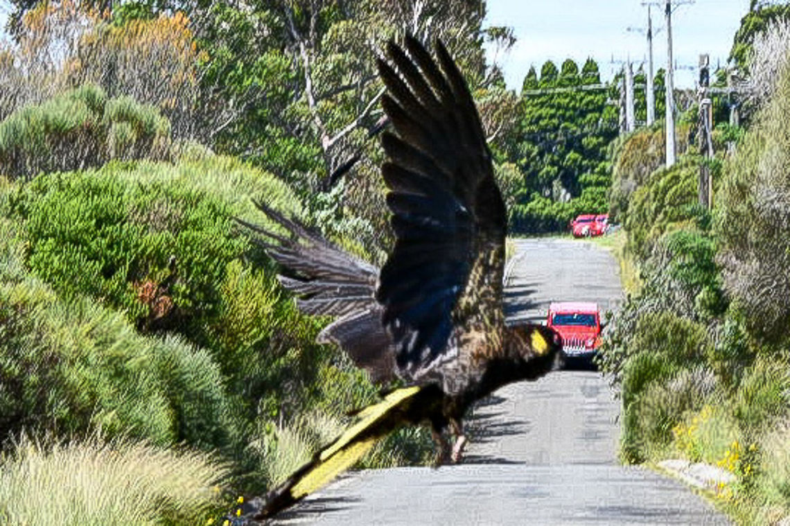 Yellow_Tail_Black_Cockatoo_ Unfortunately this beauty was spooked by a red car-better luck next time!<br />
I love these gorgeous birds! Australia,Geotagged,Summer,Yellow-tailed black cockatoo,Zanda funerea