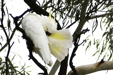 Sulphur_Crested_Cockatoo_ Cockatoos maintain their plumage with frequent preening throughout the day! Australia,Cacatua galerita,Geotagged,Sulphur-crested Cockatoo,Summer