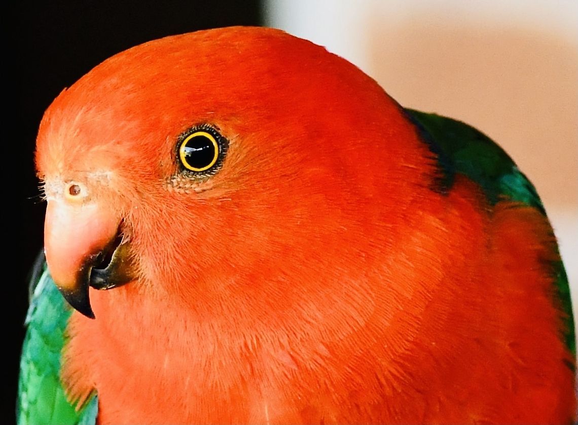 Australian_King_Parrot-male These are very tame birds and regulars visitors to our backyard. Alisterus scapularis,Australia,Australian king parrot,Geotagged,Summer
