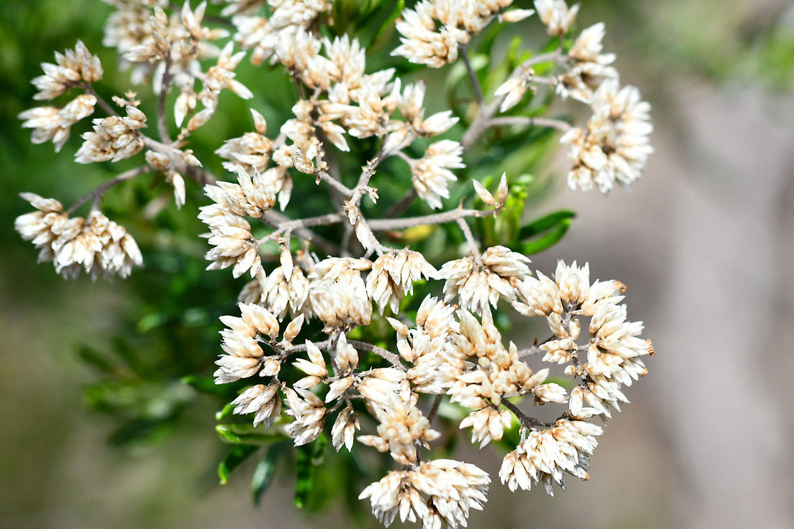 Cassinia_subtropica_ These are found in open forest and rainforest margins or in open rocky situations at fairly high elevations in NSW and QLD. I found this in the Blue Mountains in an open heathland. Australia,Cassinia subtropica,Geotagged,Summer