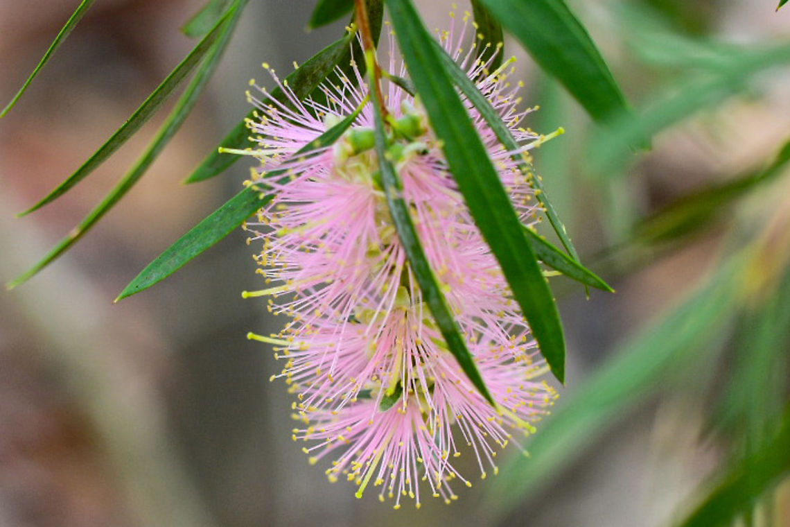 Callistemon_viminalis Pink Alma Australia,Callistemon viminalis,Geotagged,Summer,Weeping Bottlebrush