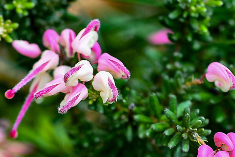 Grevillea_lanigera_ Mount Tamboritha  Australia,Geotagged,Grevillea lanigera,Summer,Woolly grevillea