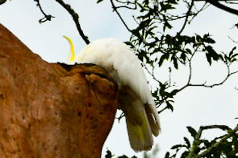 Thirsty_Sulphur_Crested_Cockatoo These cockatoos often gather here after rain to drink water from the chalice of the Angophora  Australia,Cacatua galerita,Geotagged,Sulphur Crested,Summer