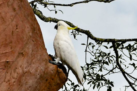 Sulphur_crested_cockatoo_2 About to drink from the Angophora  Australia,Cacatua galerita,Geotagged,Sulphur Crested,Summer