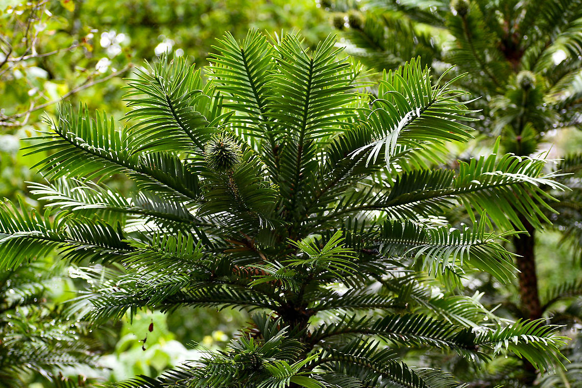 Wollemi_Pine The Wollemi Pine is classified as critically endangered on the IUCN&rsquo;s red list and is legally protected in Australia  Australia,Geotagged,Summer,Wollemia,Wollemia nobilis