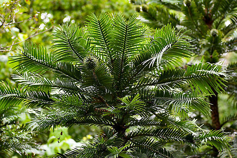 Wollemi_Pine The Wollemi Pine is classified as critically endangered on the IUCN&rsquo;s red list and is legally protected in Australia  Australia,Geotagged,Summer,Wollemia,Wollemia nobilis