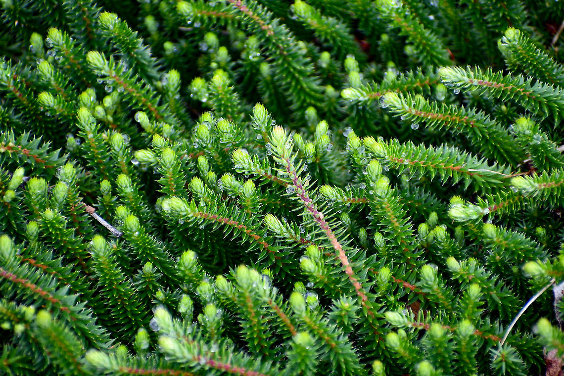 Honeypots Acrotriche serrulata Acrotriche serrulata,Australia,Geotagged,Summer