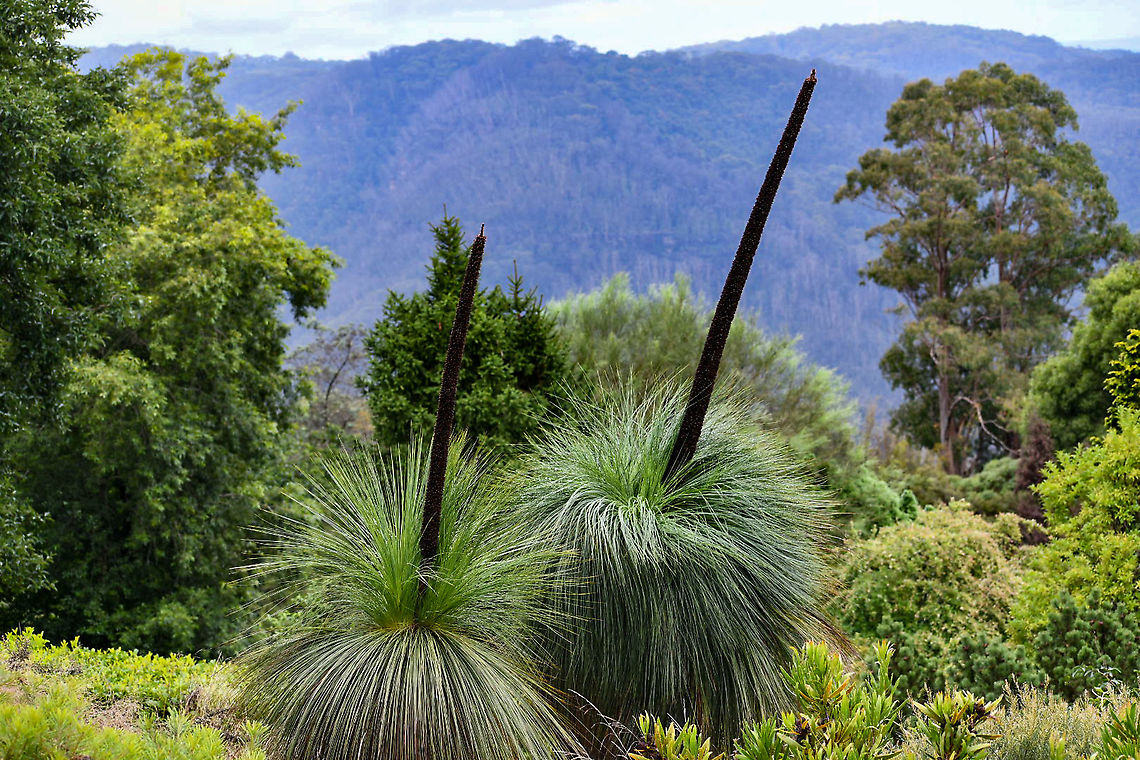 Xanthorrhoea_Preissii Xanthorrhoea is a genus of about 30 species of  flowering plants endemic to Australia. Species are known by the name of grass trees. Australia,Geotagged,Summer,Xanthorrhoea preissii