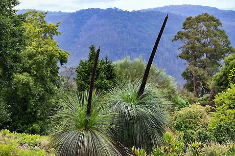 Xanthorrhoea_Preissii Xanthorrhoea is a genus of about 30 species of  flowering plants endemic to Australia. Species are known by the name of grass trees. Australia,Geotagged,Summer,Xanthorrhoea preissii