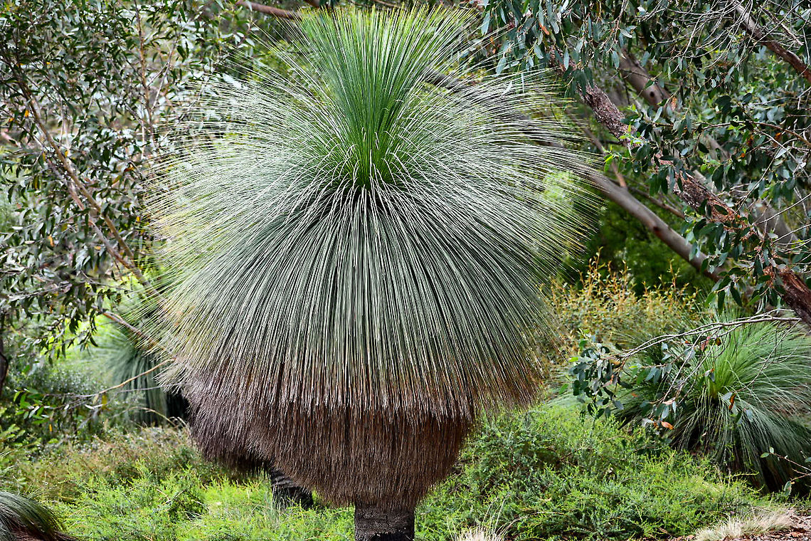 Johnson’s_Grass_Tree  Australia,Geotagged,Johnsons Grass Tree,Summer,Xanthorrhoea johnsonii
