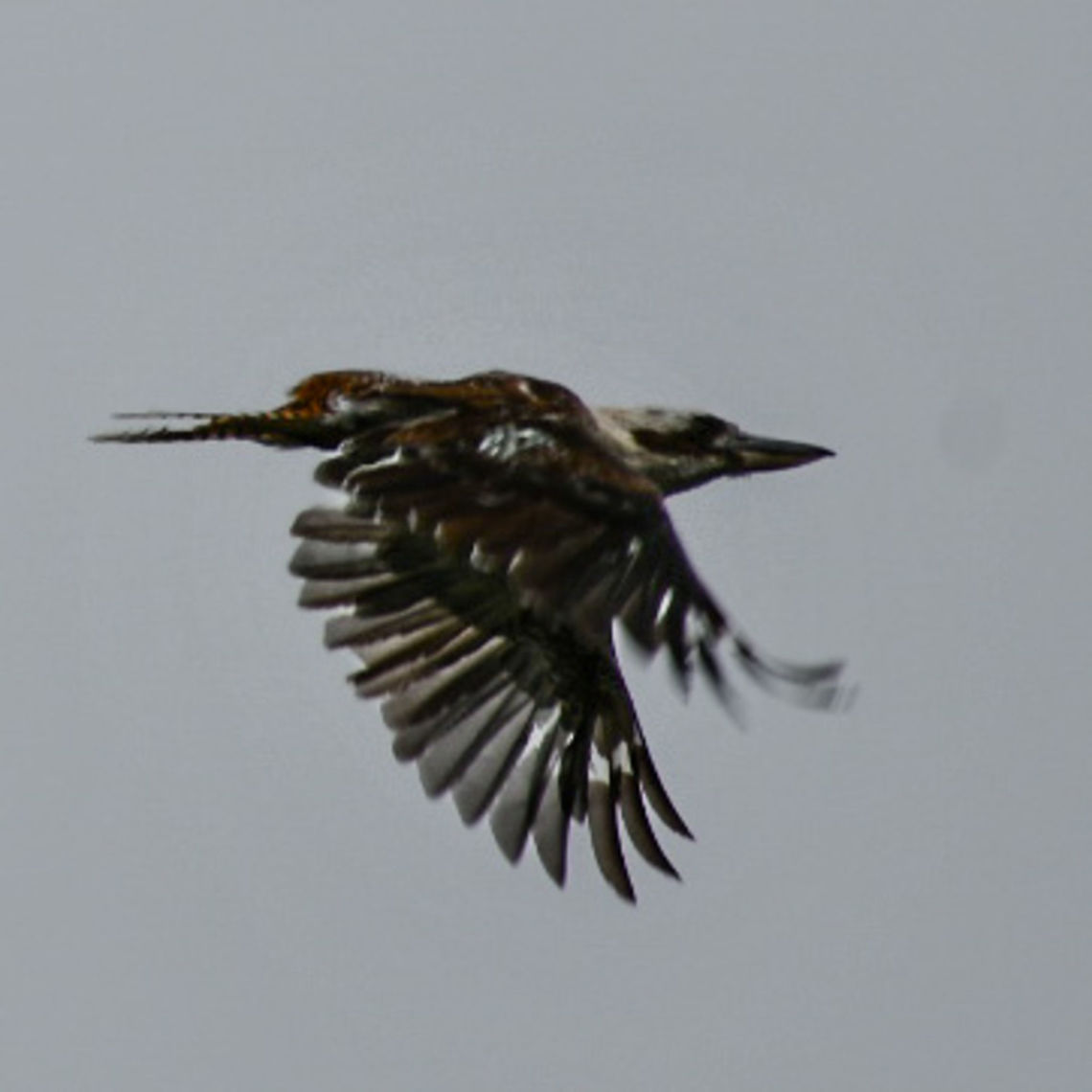 Kookaburra_ Skyrocket in flight! Australia,Dacelo novaeguineae,Geotagged,Laughing Kookaburra,Summer