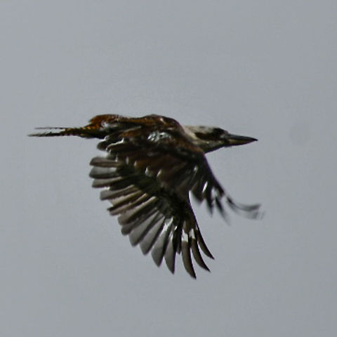 Kookaburra_ Skyrocket in flight! Australia,Dacelo novaeguineae,Geotagged,Laughing Kookaburra,Summer