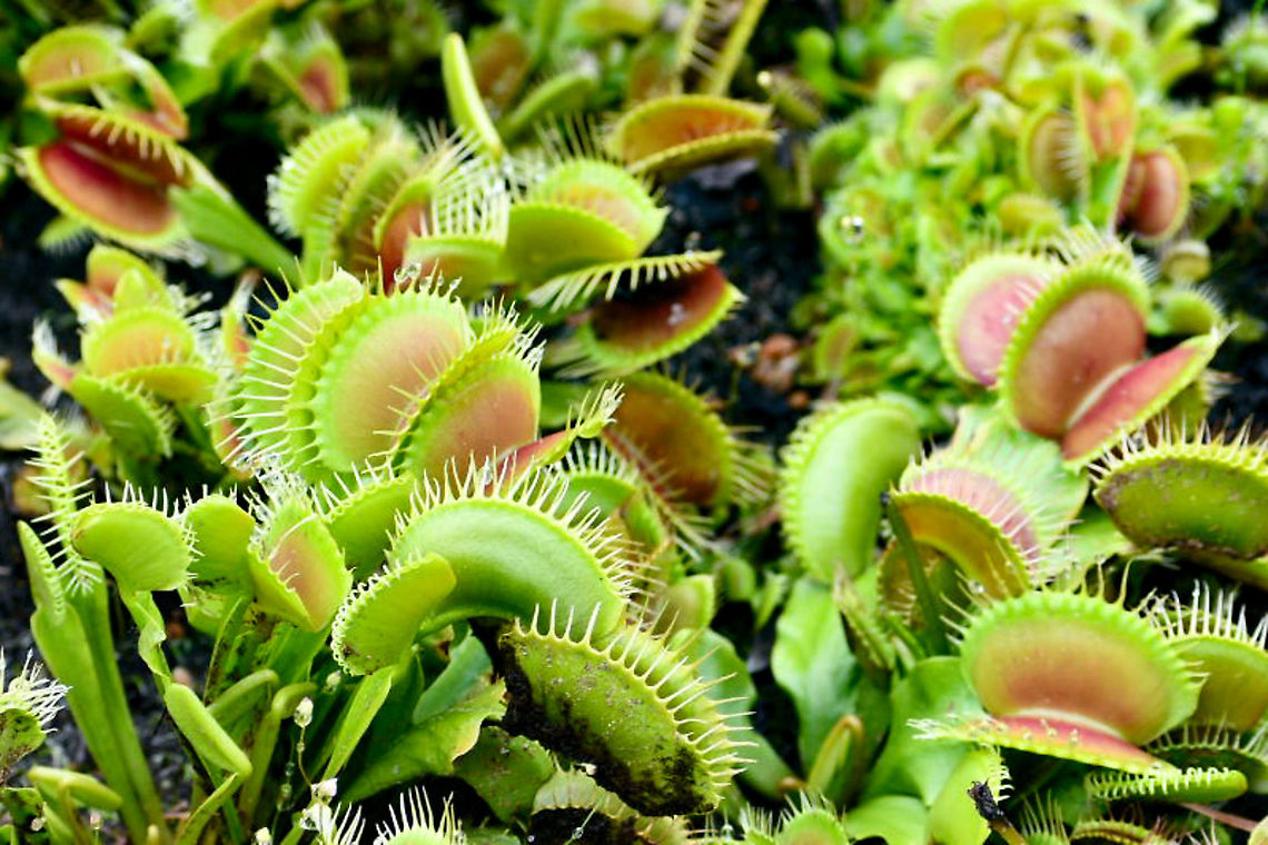Dionaea Muscipula Venus Flytrap  Australia,Dionaea muscipula,Geotagged,Summer,Venus flytrap