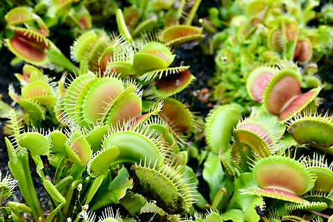 Dionaea Muscipula Venus Flytrap  Australia,Dionaea muscipula,Geotagged,Summer,Venus flytrap