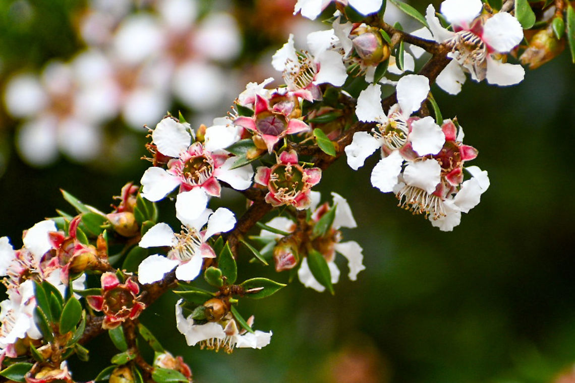 Woolly Tea Tree Leptospermum lanigera  Australia,Geotagged,Leptospermum lanigera,Leptospermum lanigerum,Summer