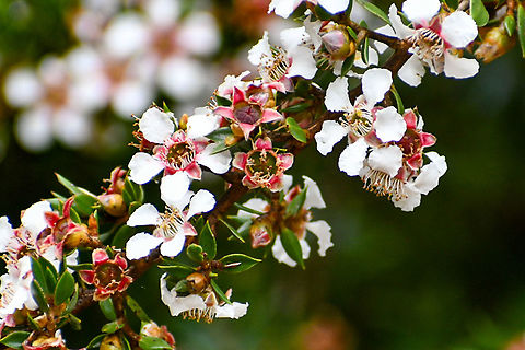 Woolly Tea Tree Leptospermum lanigera  Australia,Geotagged,Leptospermum lanigera,Leptospermum lanigerum,Summer