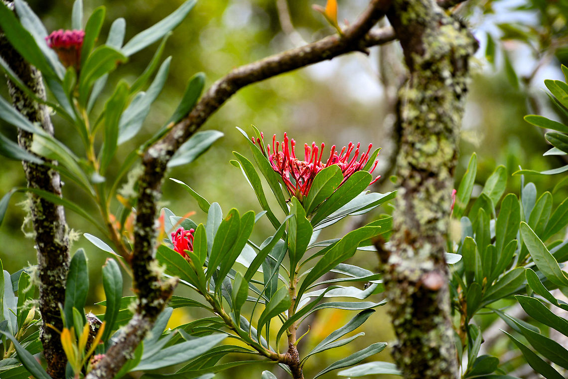 Monga Waratah - Telopea mongaensis  Australia,Geotagged,Summer,Telopea mongaensis