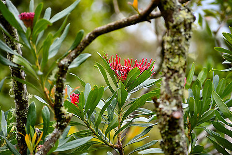 Monga Waratah - Telopea mongaensis  Australia,Geotagged,Summer,Telopea mongaensis