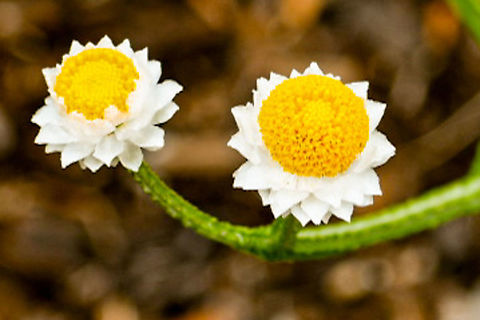 Ammobium_alatum  Ammobium alatum,Australia,Geotagged,Summer