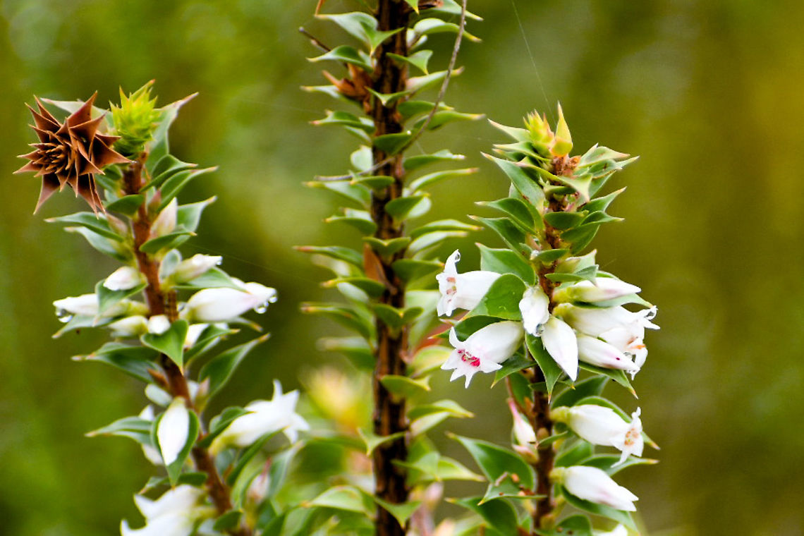 Common Heath Epacris impressa  Australia,Epacris impressa,Geotagged,Summer