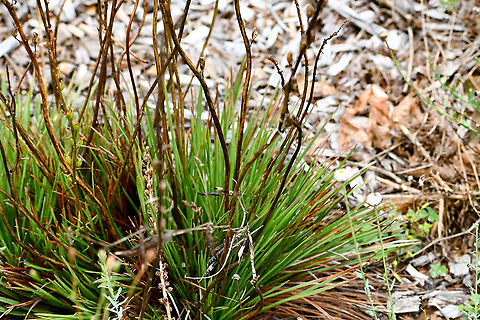 Grass Trigger Plant  Australia,Geotagged,Grass Triggerplant,Stylidium graminifolium,Summer