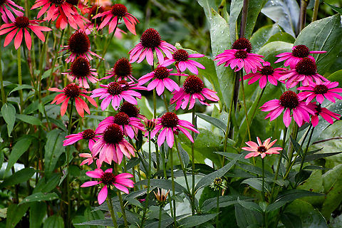 Echinacea purpurea  Australia,Echinacea purpurea,Geotagged,Summer