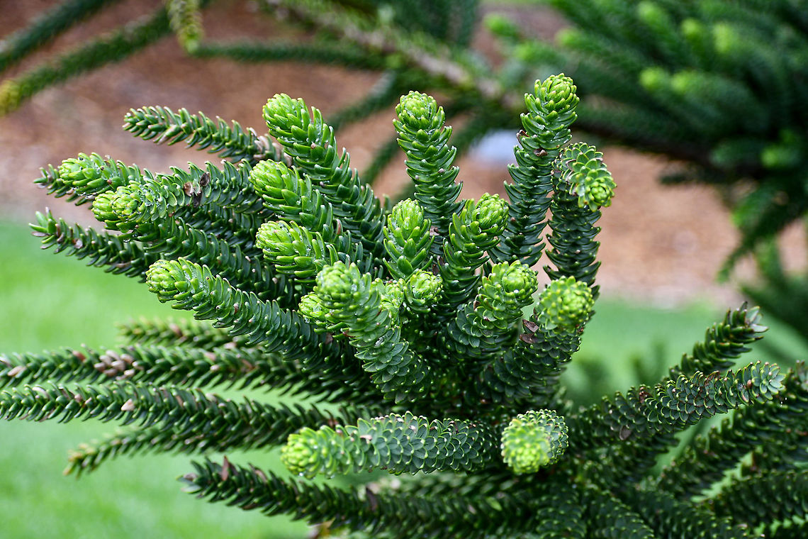 Humboldt’s Araucaria  Araucaria humboldtensis,Australia,Geotagged,Summer